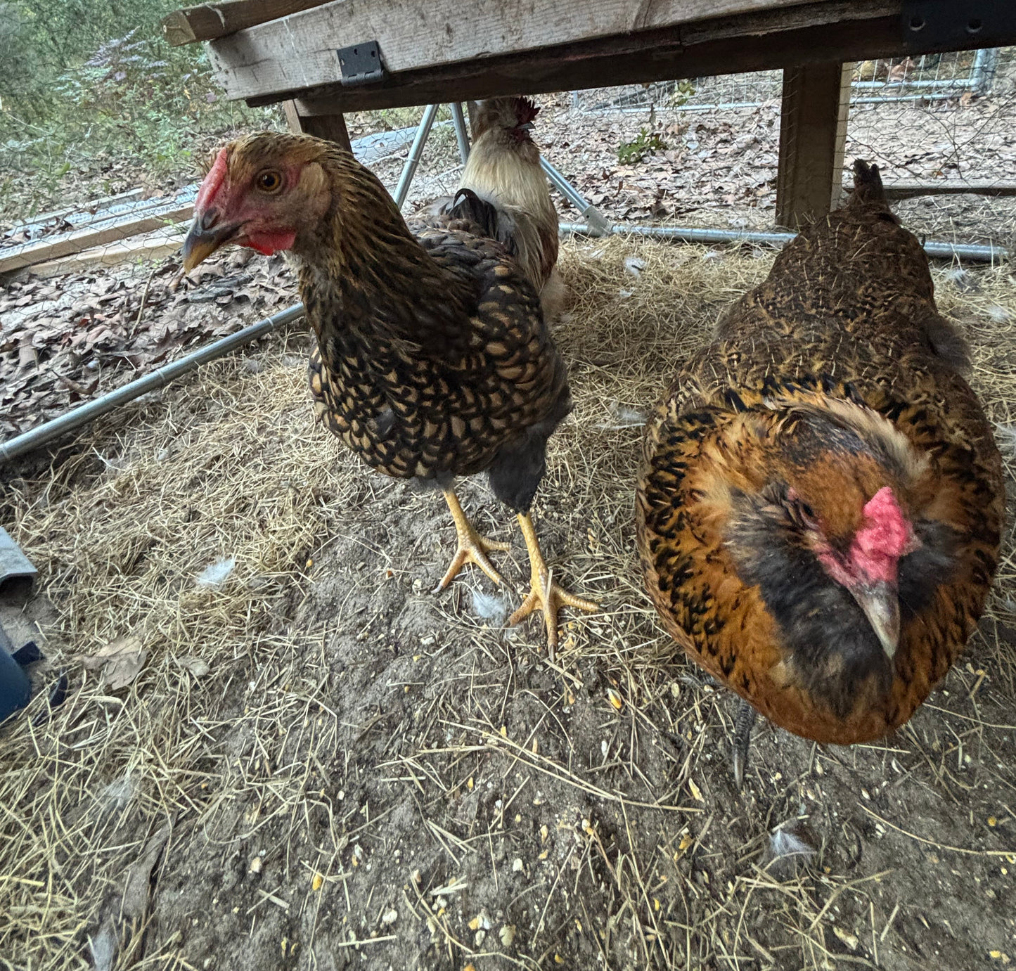 Splash Silkie Ameraucana Easter Egger Hatching Eggs