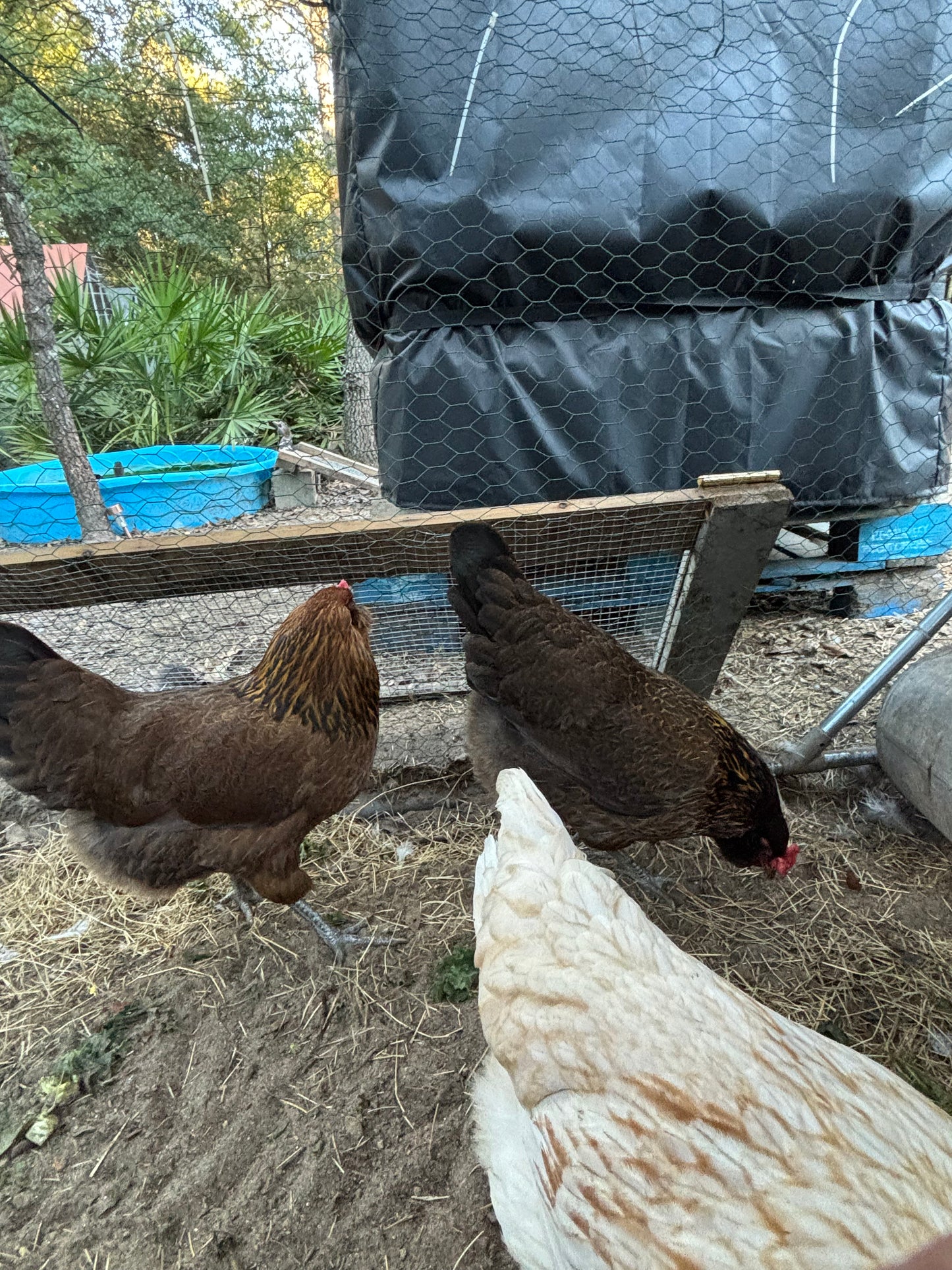 Splash Silkie Ameraucana Easter Egger Hatching Eggs