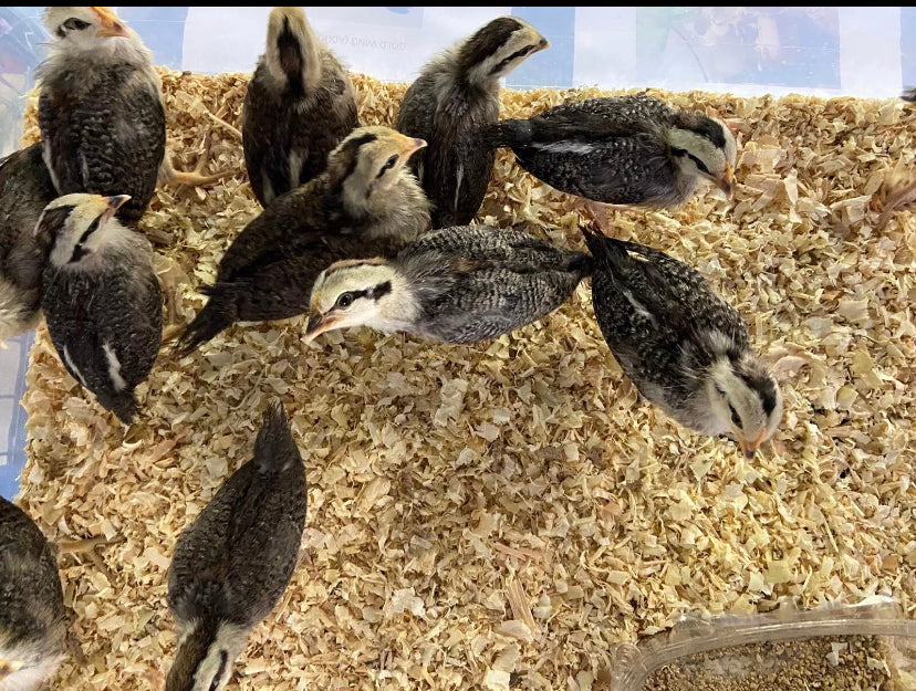 Farmers Choice Variety Pack Hatching Eggs