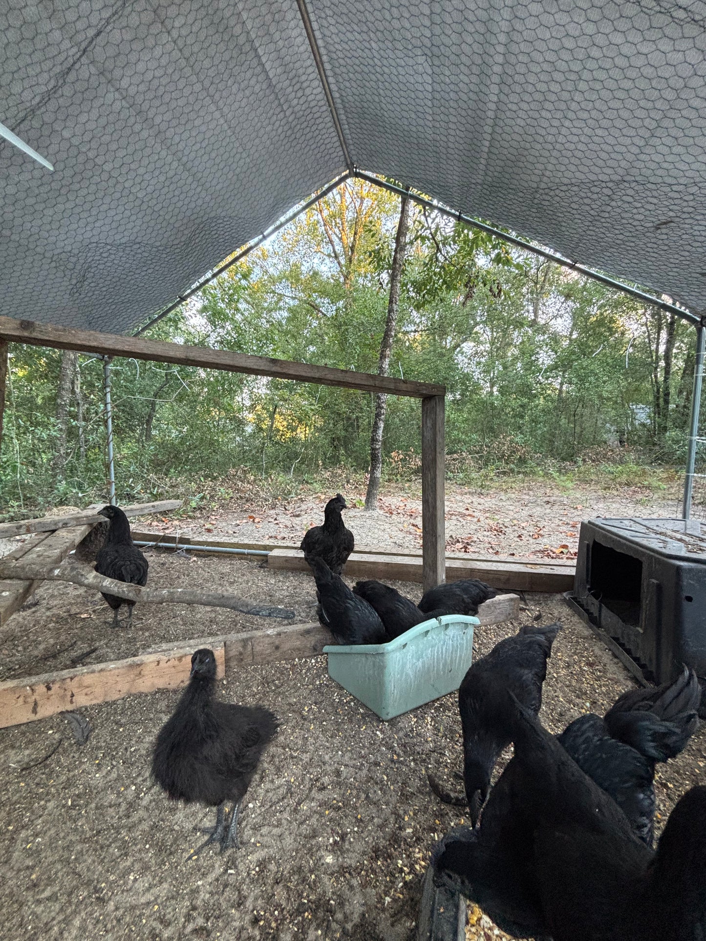 Ayam Cemani Hatching Eggs – All Black Project Quality Breeding Line