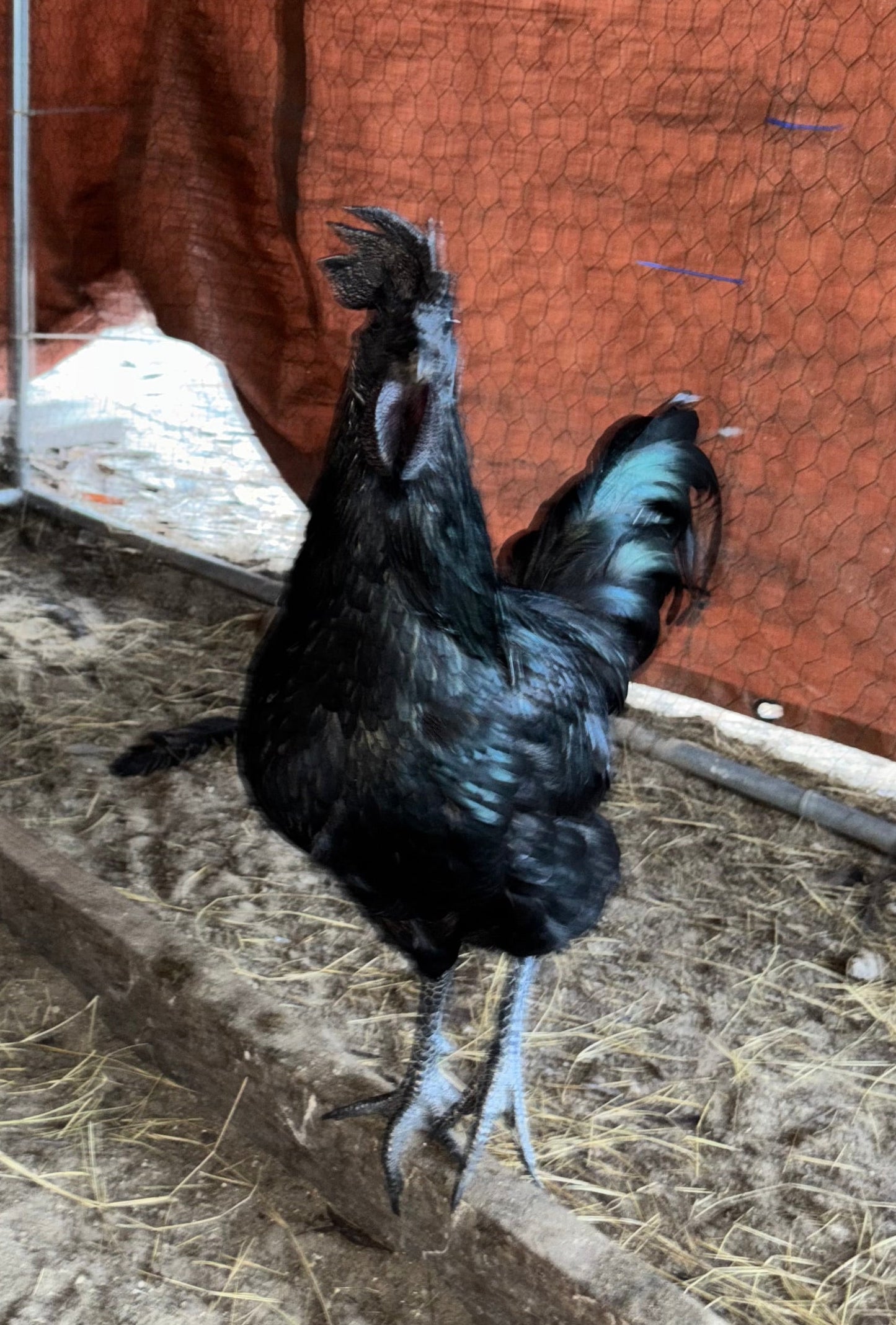 Ayam Cemani Hatching Eggs – All Black Project Quality Breeding Line