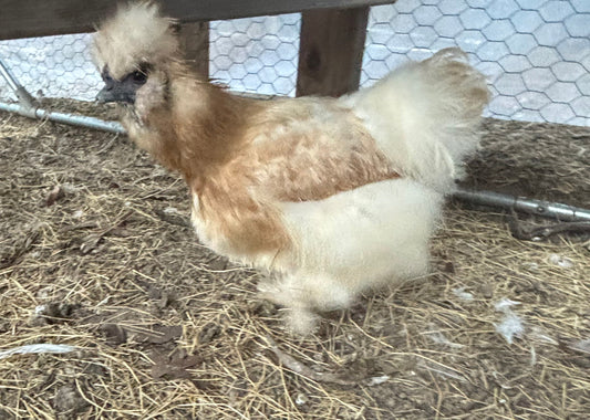 Splash Silkie Hatching Eggs