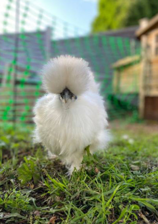 White Silkie Hatching Eggs