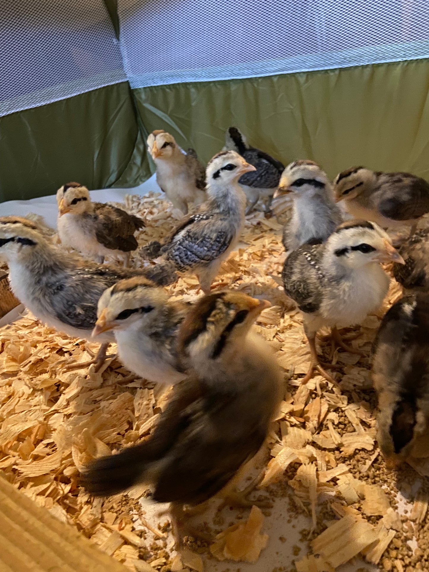 Group of baby chicks on a bed of wood shavings - Phoenix chicks