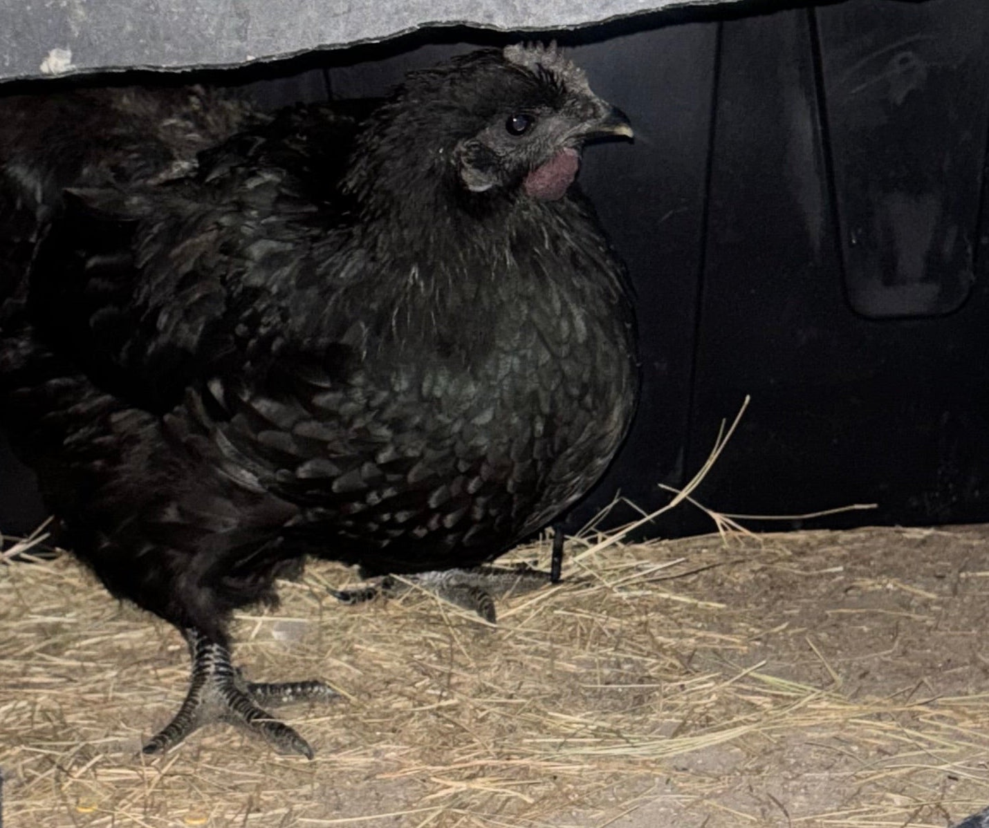 Ayam Cemani Hatching Eggs – All Black Project Quality Breeding Line
