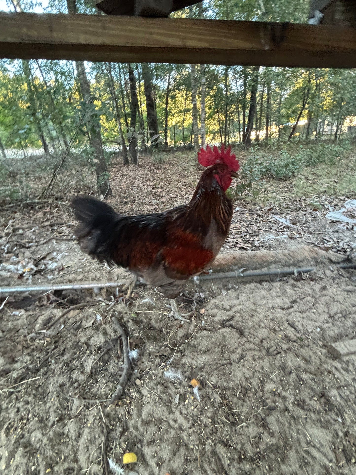 Farmers Choice Variety Pack Hatching Eggs