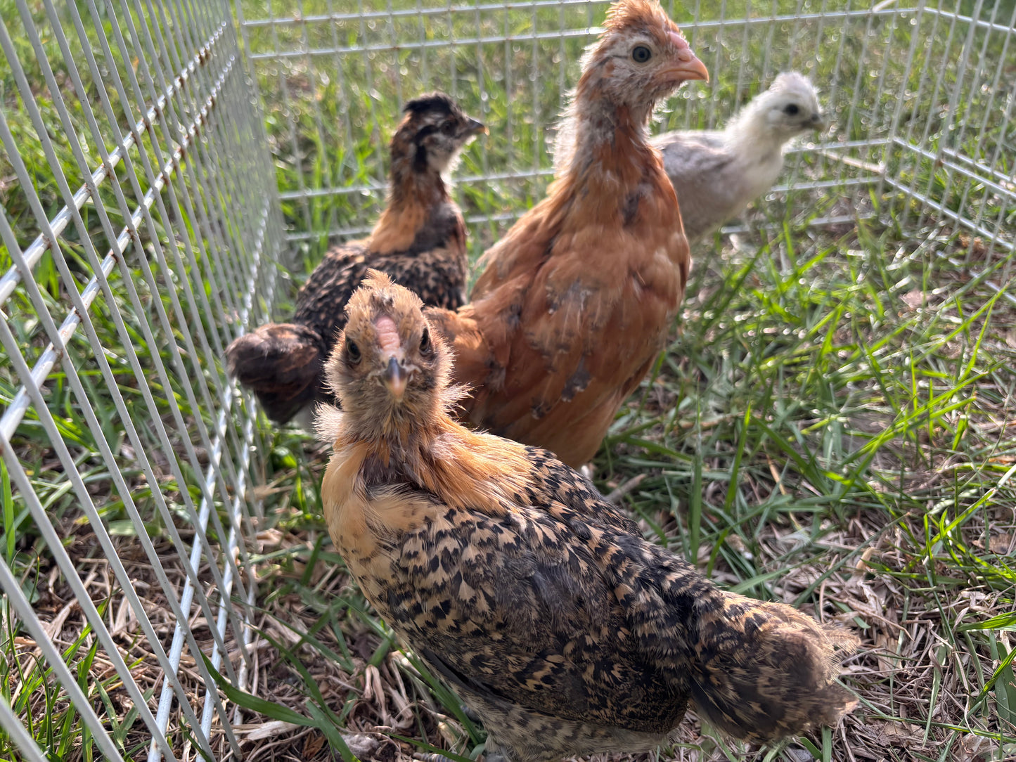 Easter Egger Hatching Eggs – Splash Silkie × Ameraucana Chickens