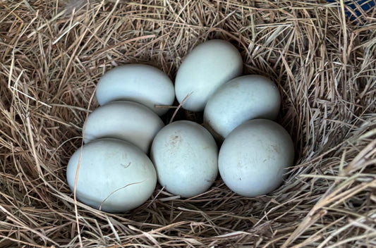 Splash Silkie Ameraucana Easter Egger Hatching Eggs