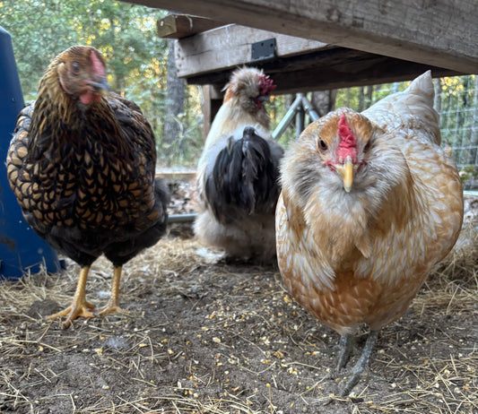 Splash Silkie Ameraucana Easter Egger Hatching Eggs
