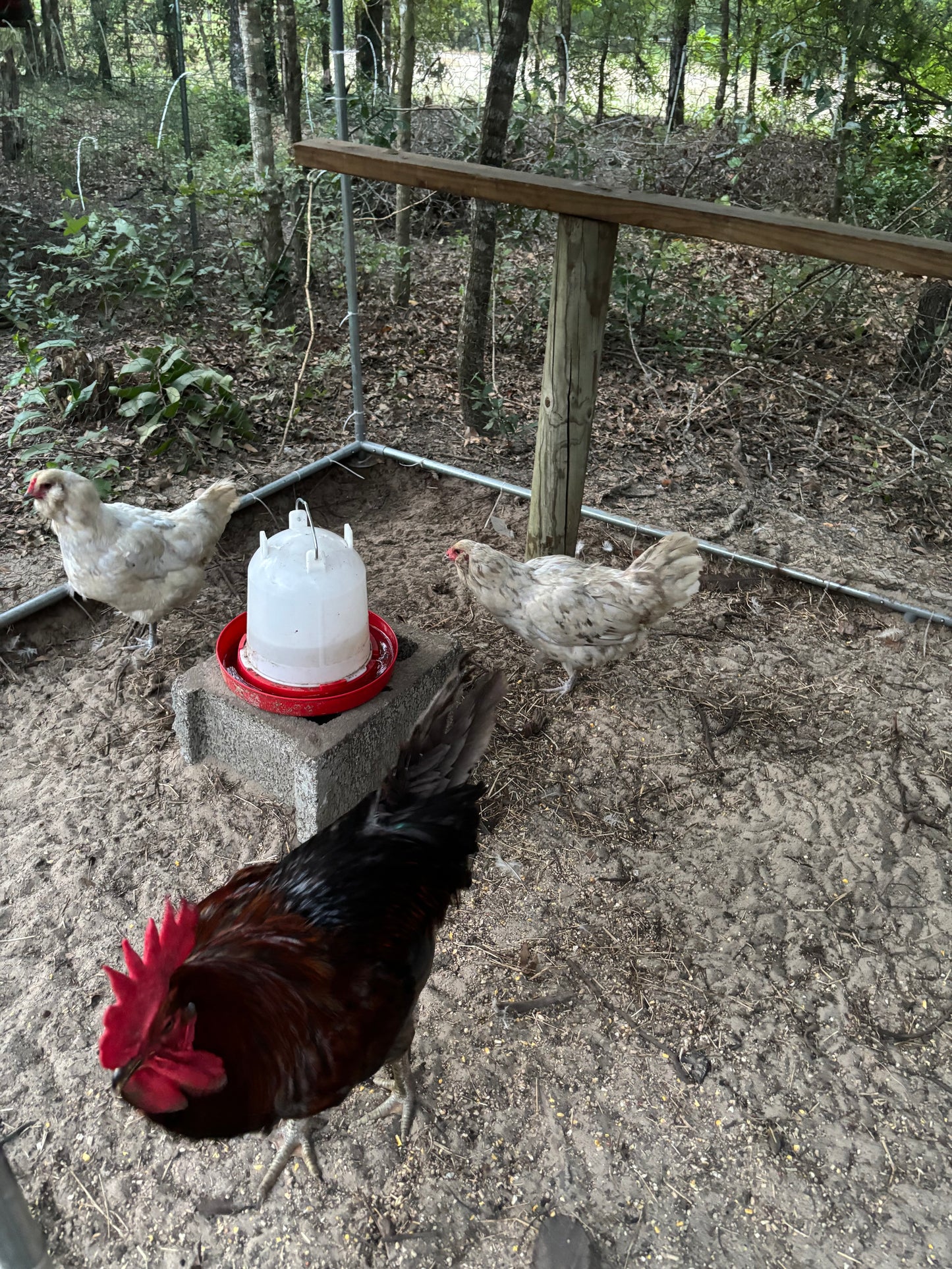 Black and copper rooster and amerecauna hens in outdoor coop with water 