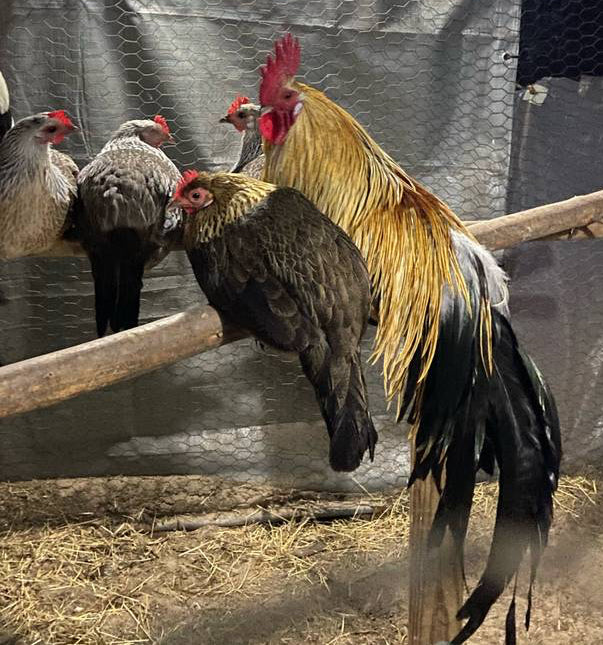 Rooster and hens in a pen with a metallic backdrop. Focused on one of our gold roosters and one of our gold hens and their tails