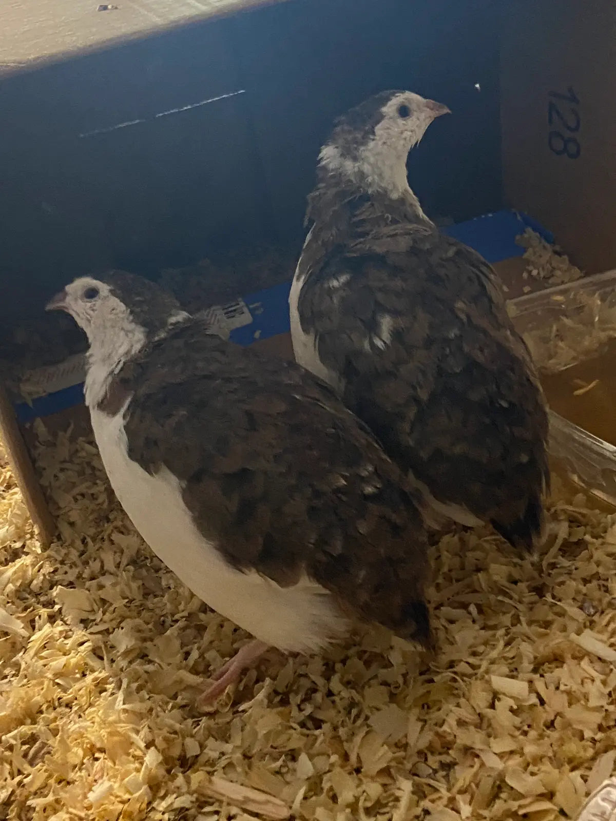 Two Coturnix quail facing the other way with necks turned towards you