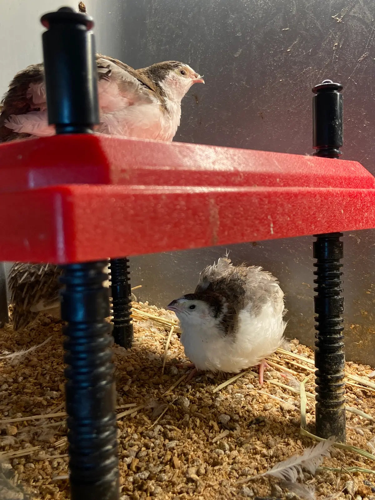 Two Coturnix quail and brooder