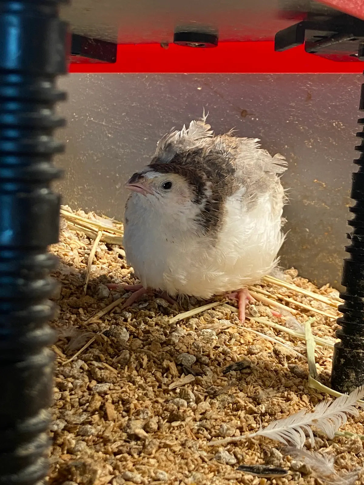 Coturnix quail under brooder plate