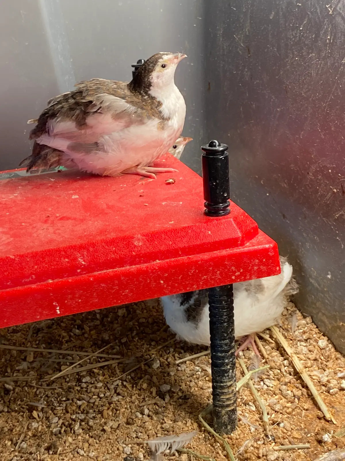 Coturnix quail on brooder looking up 