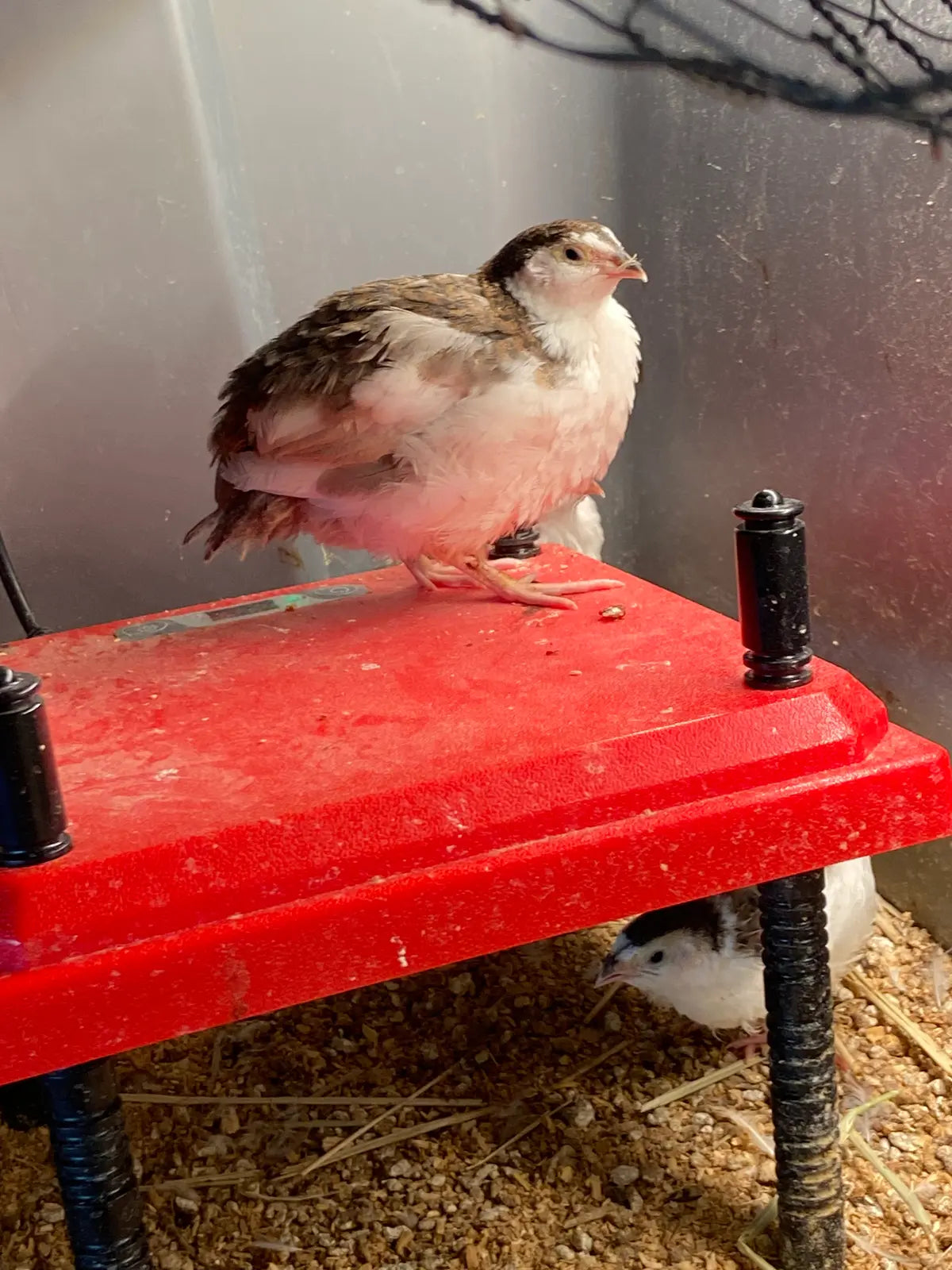 Coturnix quail on top of brooder plate 