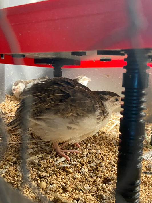 True Blue Celadon Coturnix Quail Hatching Eggs
