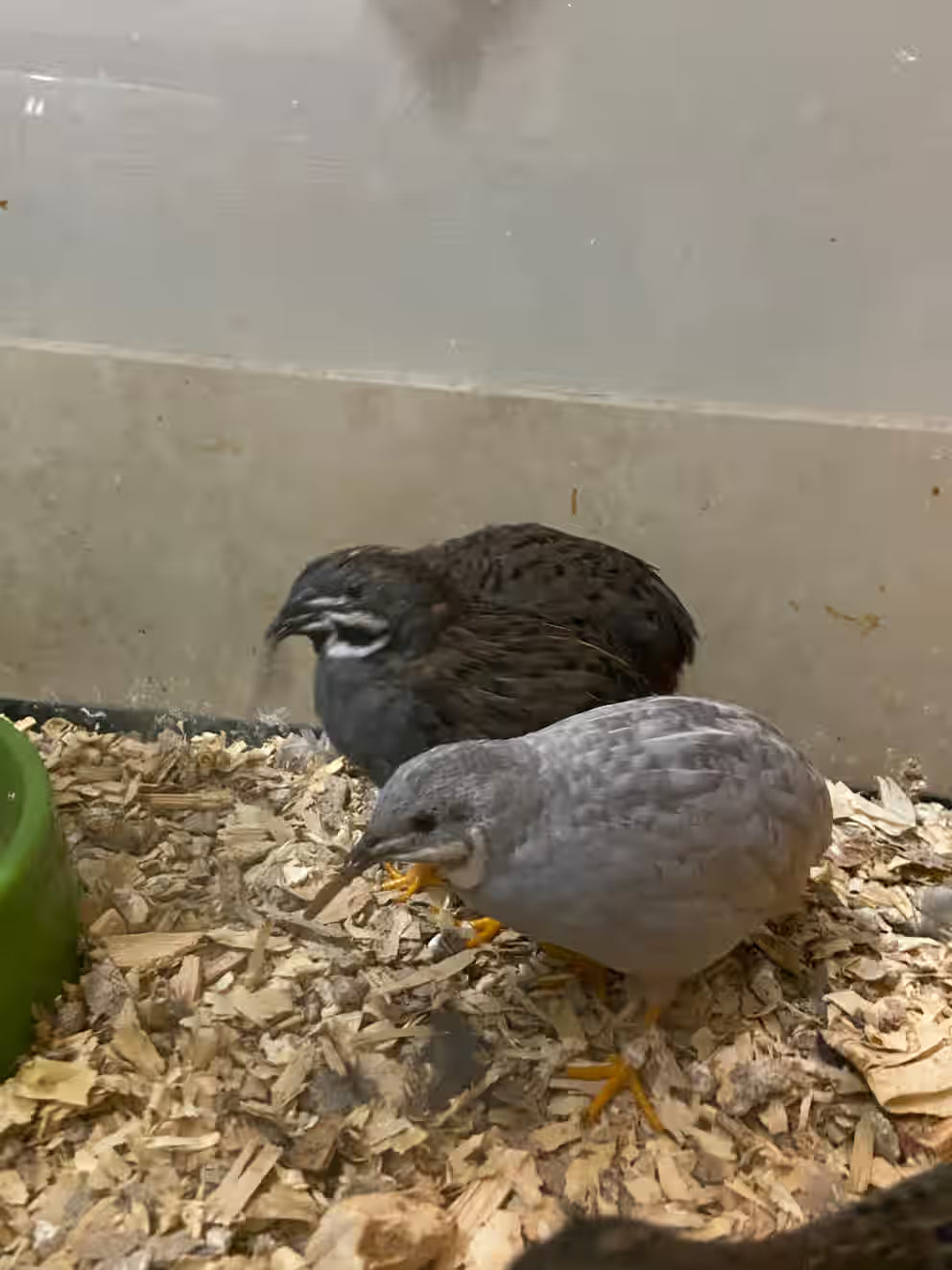 Chinese Painted Button Quail Hatching Eggs