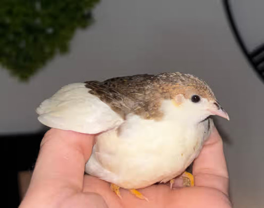 Chinese Painted Button Quail Hatching Eggs - Rare Pretty Colors, Quail Eggs Shipped in Foam