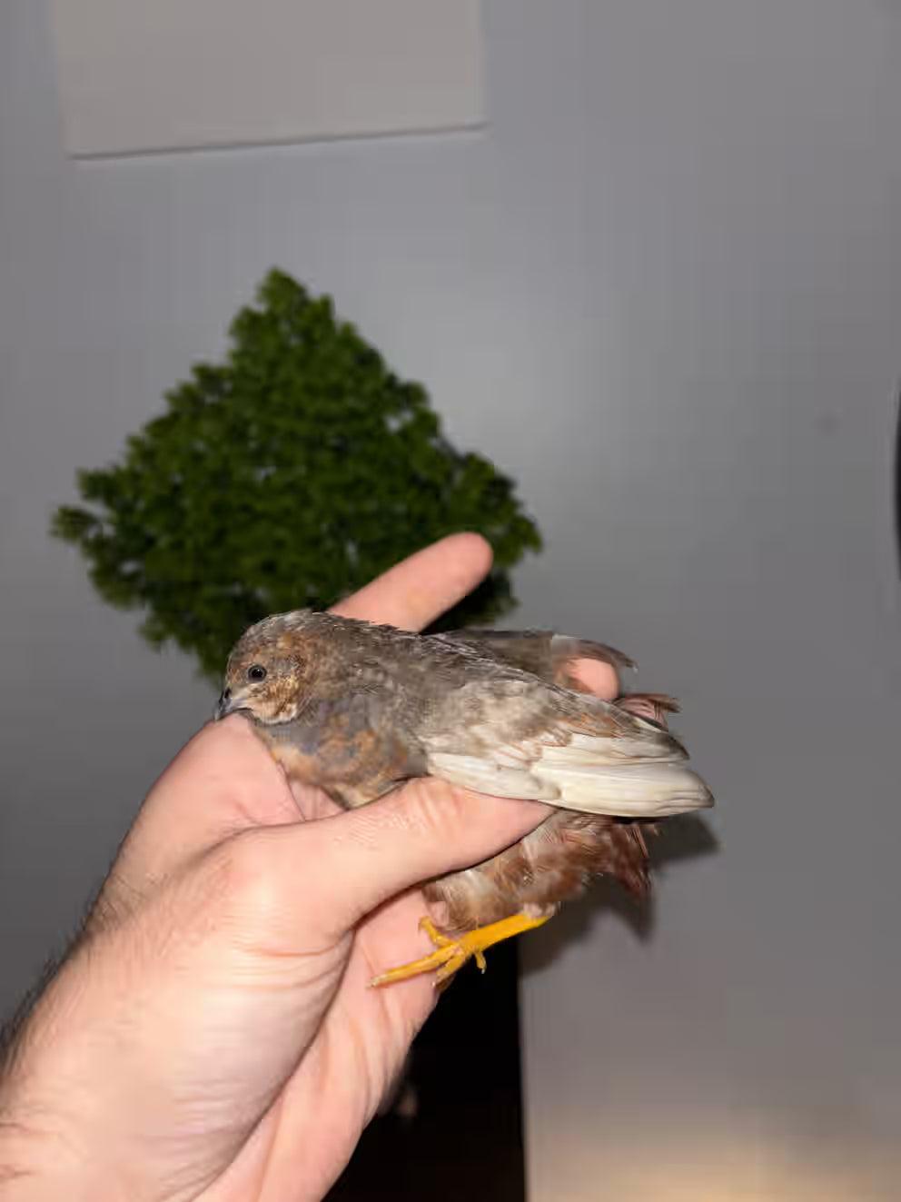 Chinese Painted Button Quail Hatching Eggs